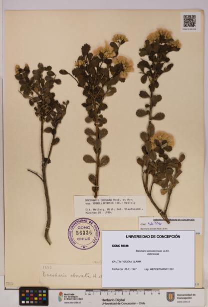 Baccharis obovata [Espécimen: UDEC:CONC:0056336]