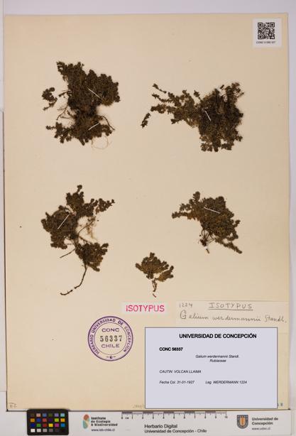 Galium werdermannii [Espécimen: UDEC:CONC:0056337]
