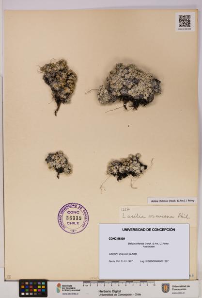 Belloa chilensis [Espécimen: UDEC:CONC:0056339]