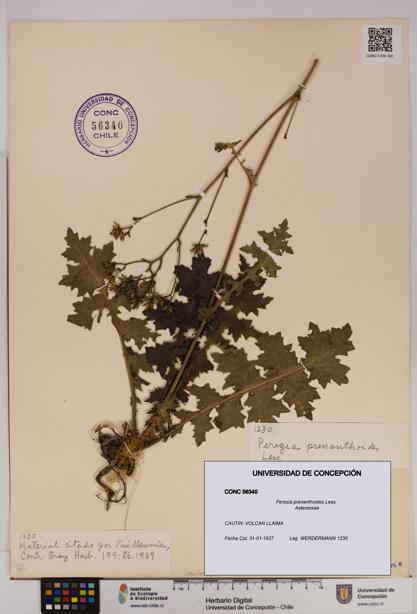 Perezia prenanthoides [Espécimen: UDEC:CONC:0056340]