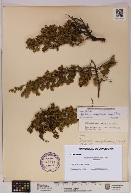 Baccharis magellanica [Espécimen: UDEC:CONC:0056344]
