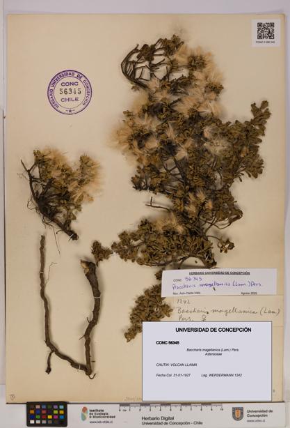 Baccharis magellanica [Espécimen: UDEC:CONC:0056345]