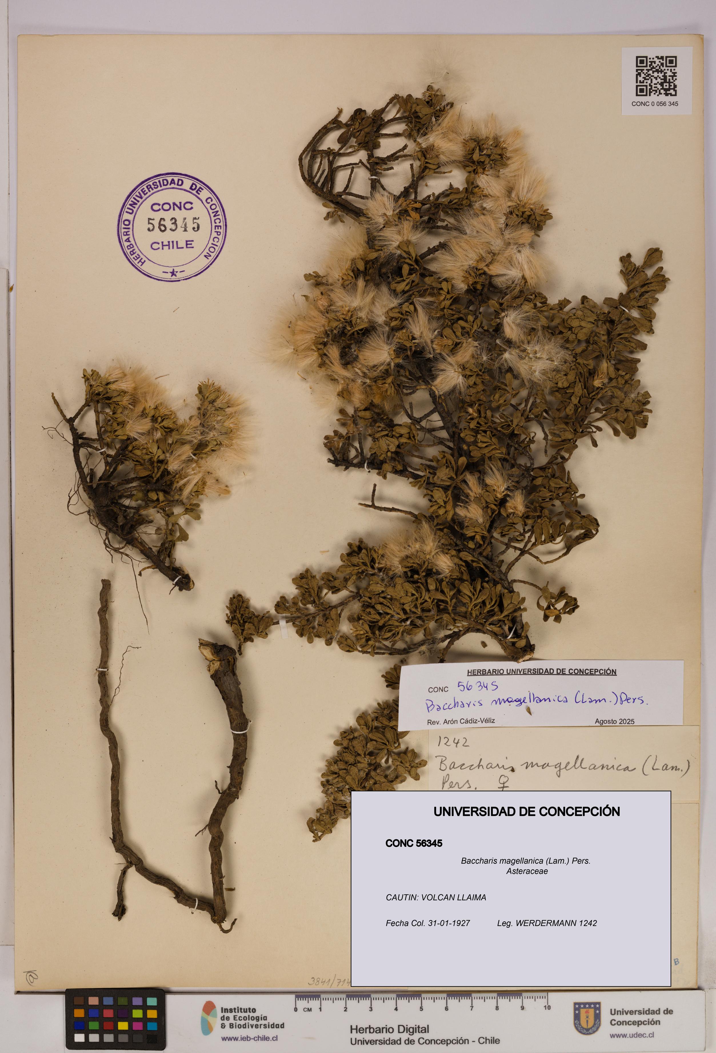 Baccharis magellanica [Espécimen: UDEC:CONC:0056345]