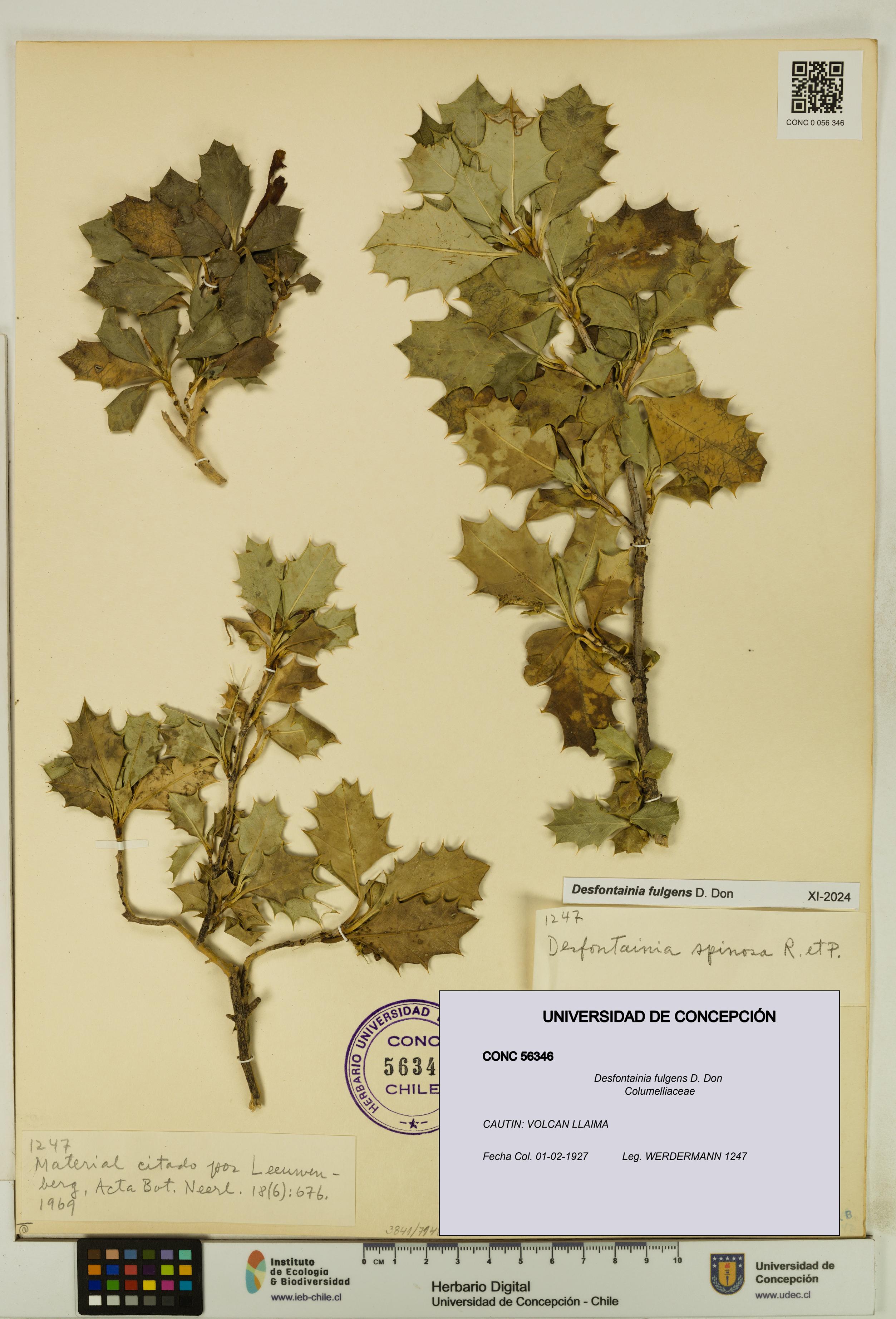 Desfontainia fulgens [Espécimen: UDEC:CONC:0056346]