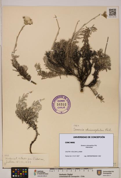 Senecio chionophilus [Espécimen: UDEC:CONC:0056352]