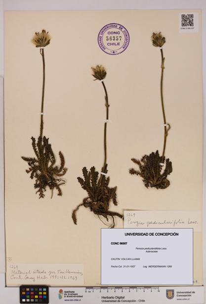 Perezia pedicularidifolia [Espécimen: UDEC:CONC:0056357]