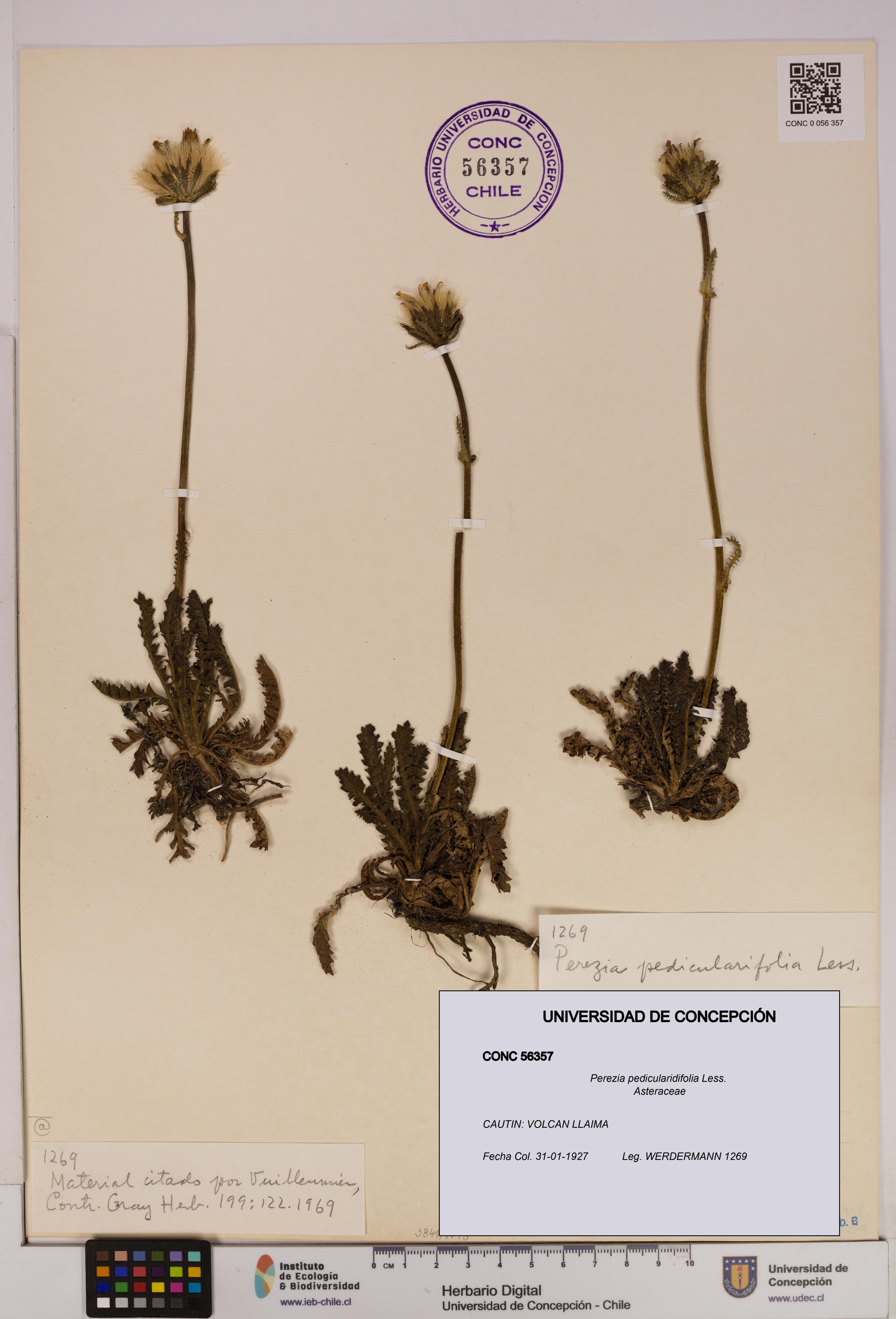 Perezia pedicularidifolia [Espécimen: UDEC:CONC:0056357]