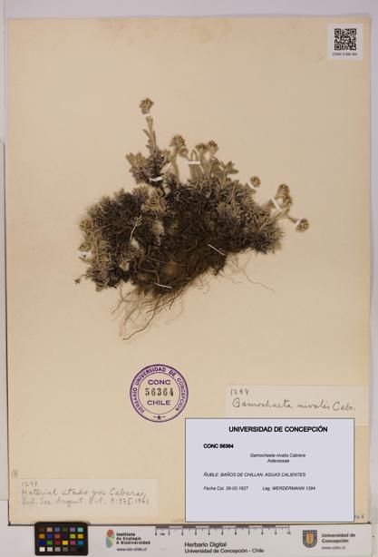 Gamochaeta nivalis [Espécimen: UDEC:CONC:0056364]