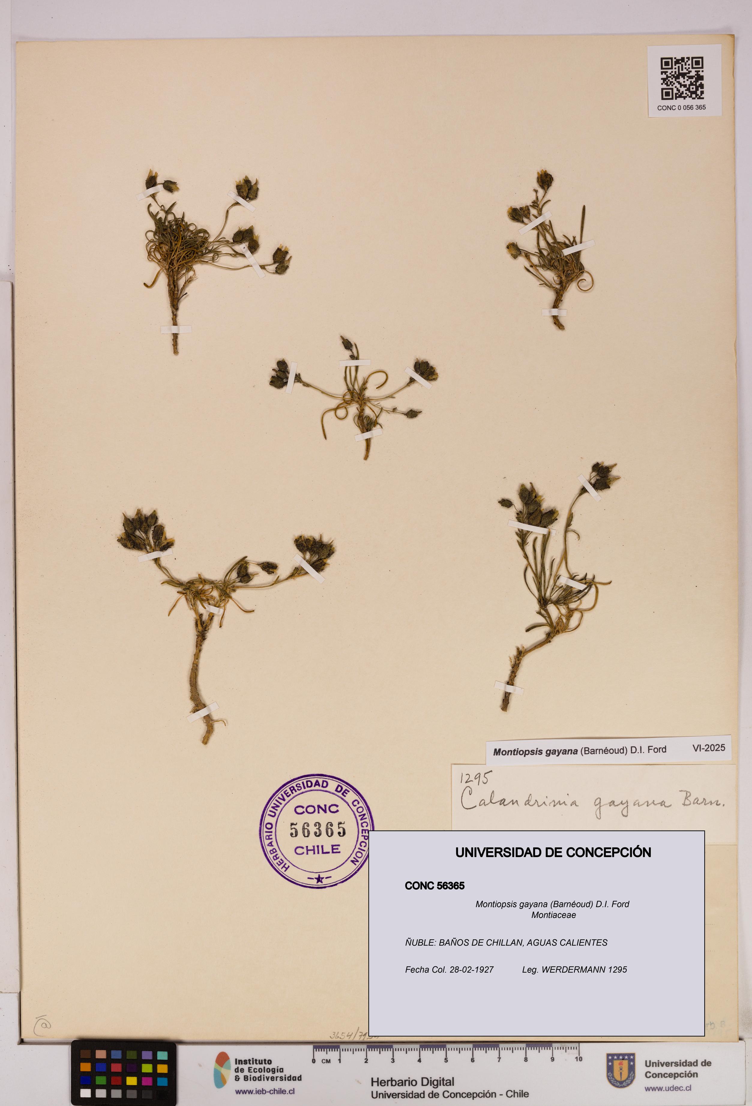 Montiopsis gayana [Espécimen: UDEC:CONC:0056365]