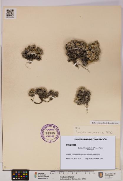 Belloa chilensis [Espécimen: UDEC:CONC:0056368]