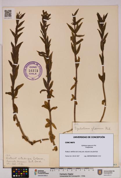 Epilobium glaucum [Espécimen: UDEC:CONC:0056373]