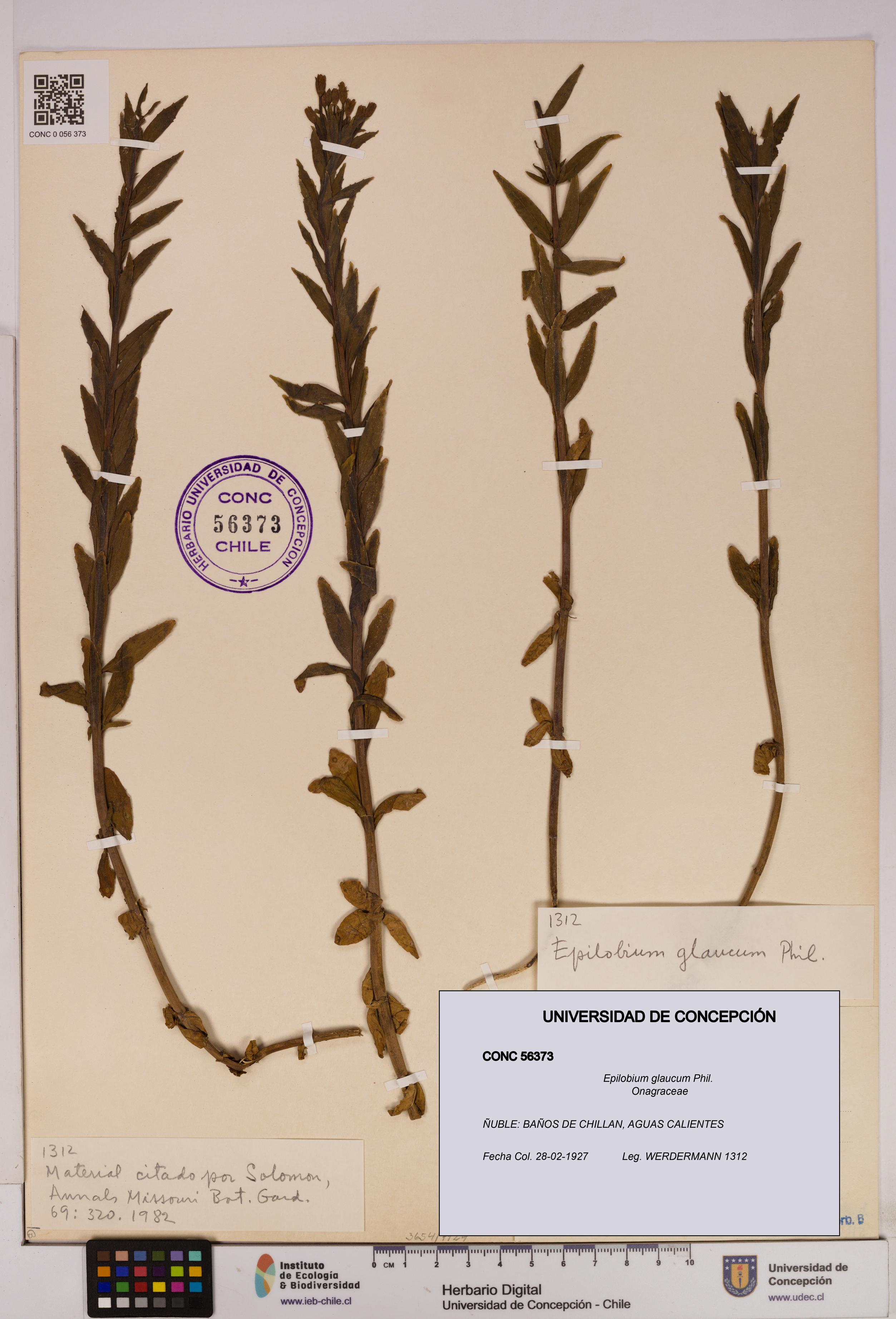 Epilobium glaucum [Espécimen: UDEC:CONC:0056373]