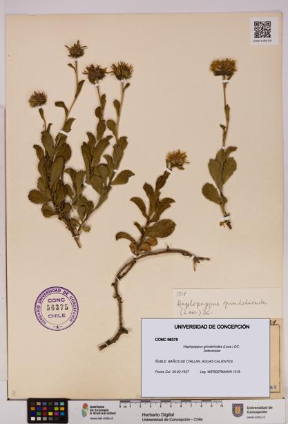 Haplopappus grindelioides [Espécimen: UDEC:CONC:0056375]