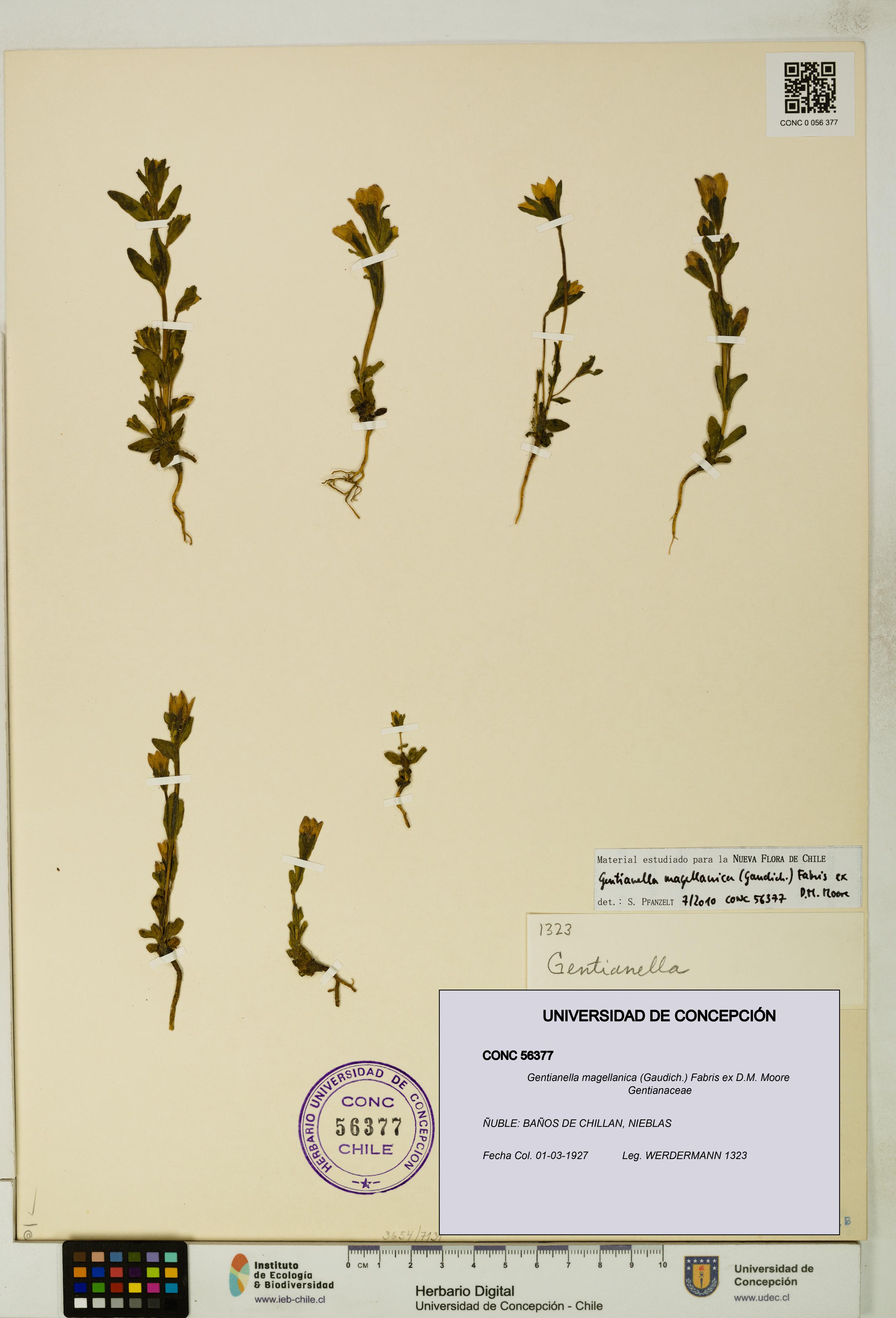 Gentianella magellanica [Espécimen: UDEC:CONC:0056377]