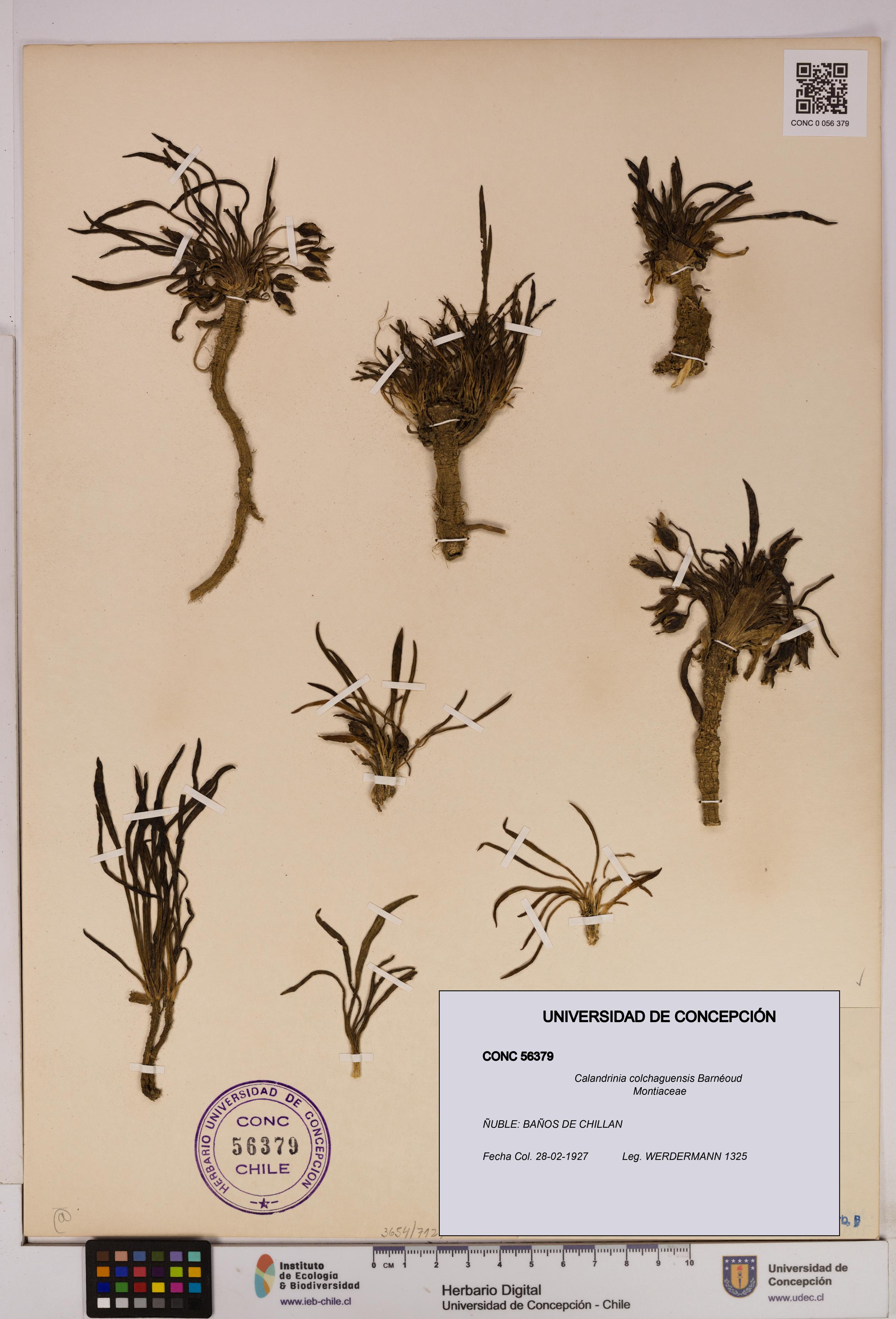 Calandrinia colchaguensis [Espécimen: UDEC:CONC:0056379]