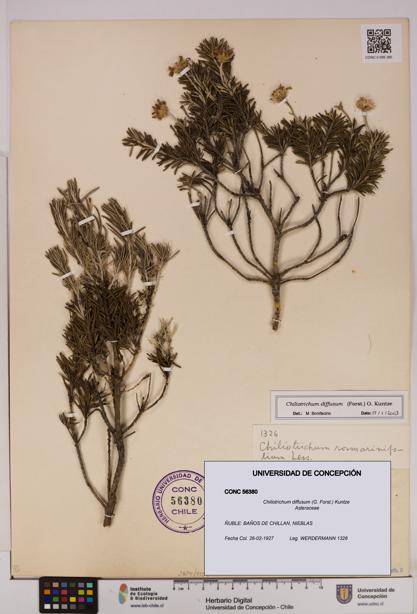 Chiliotrichum diffusum [Espécimen: UDEC:CONC:0056380]