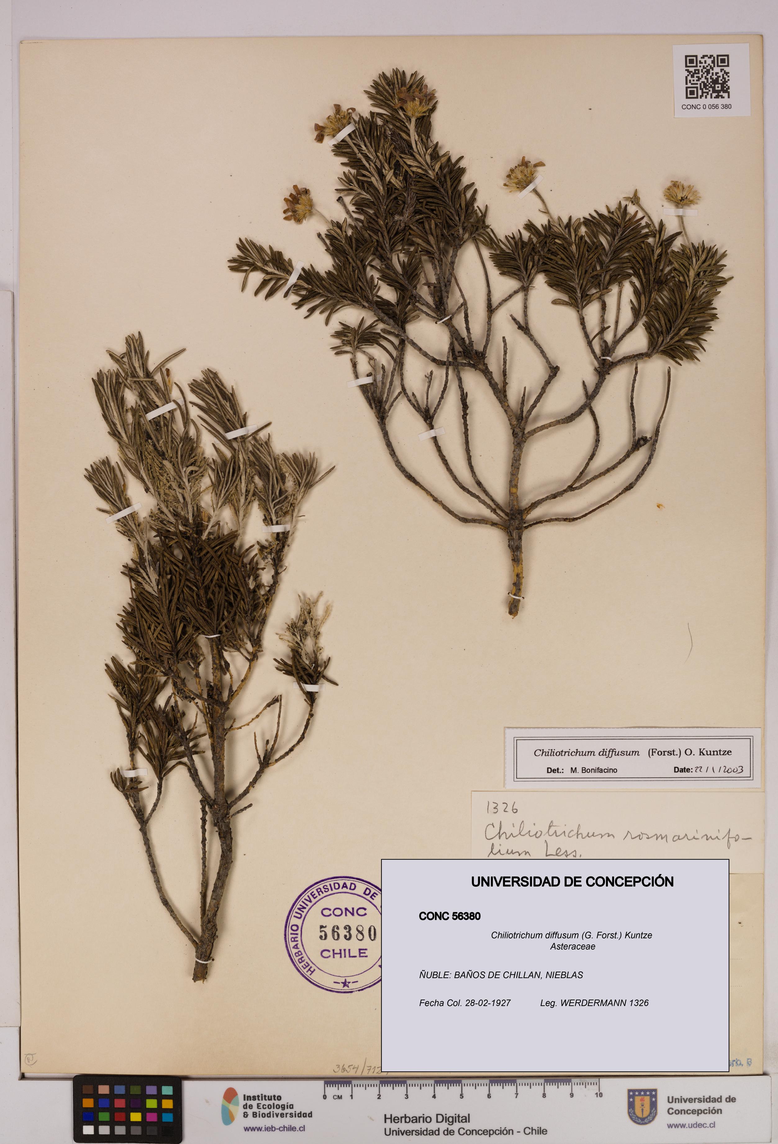 Chiliotrichum diffusum [Espécimen: UDEC:CONC:0056380]