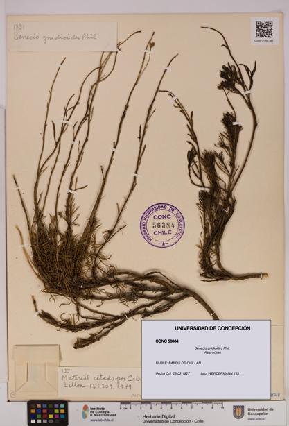 Senecio gnidioides [Espécimen: UDEC:CONC:0056384]