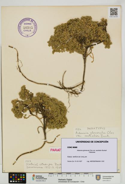 Adesmia glomerula [Espécimen: UDEC:CONC:0056385]