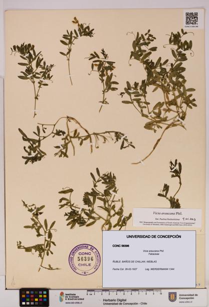 Vicia araucana [Espécimen: UDEC:CONC:0056396]