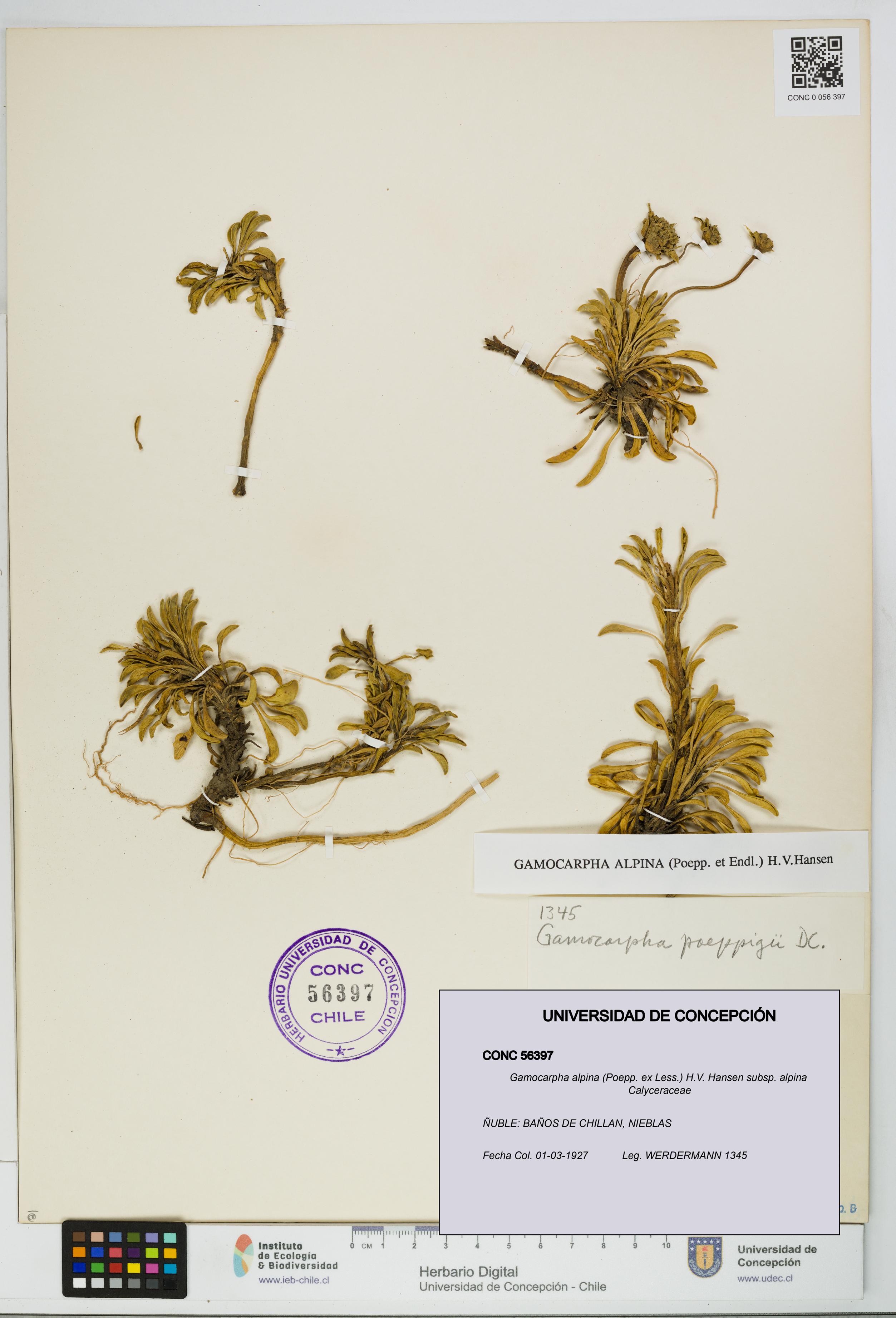 Gamocarpha alpina subsp. alpina [Espécimen: UDEC:CONC:0056397]