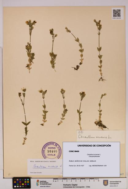 Cerastium arvense [Espécimen: UDEC:CONC:0056400]
