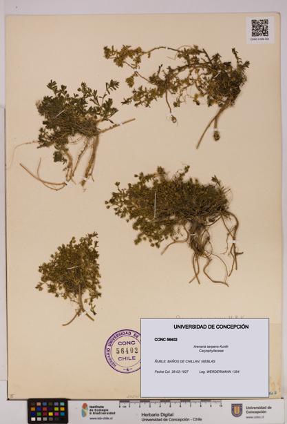 Arenaria serpens [Espécimen: UDEC:CONC:0056402]