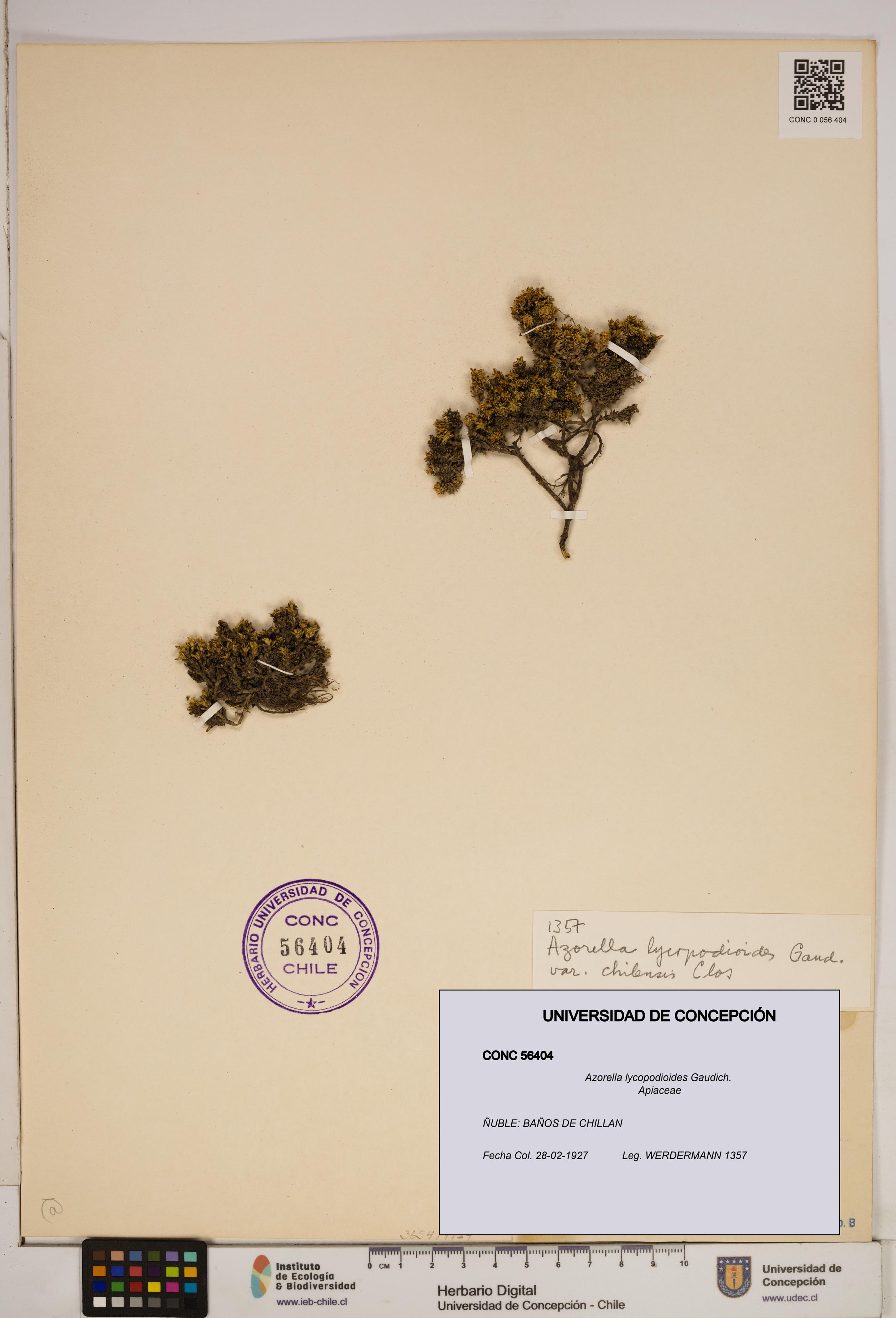 Azorella lycopodioides [Espécimen: ]