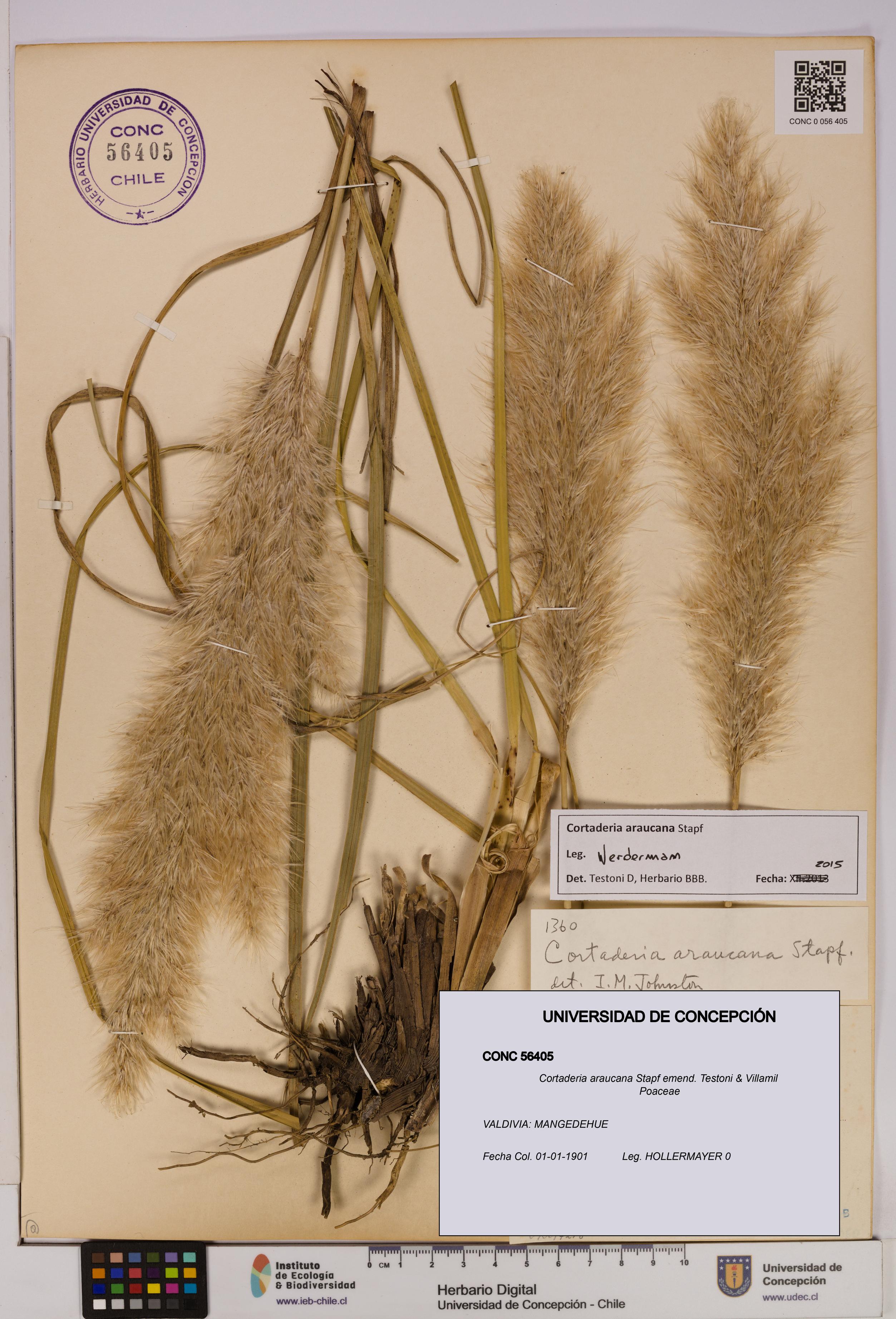 Cortaderia araucana [Espécimen: UDEC:CONC:0056405]