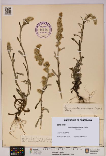 Gamochaeta americana [Espécimen: UDEC:CONC:0056406]