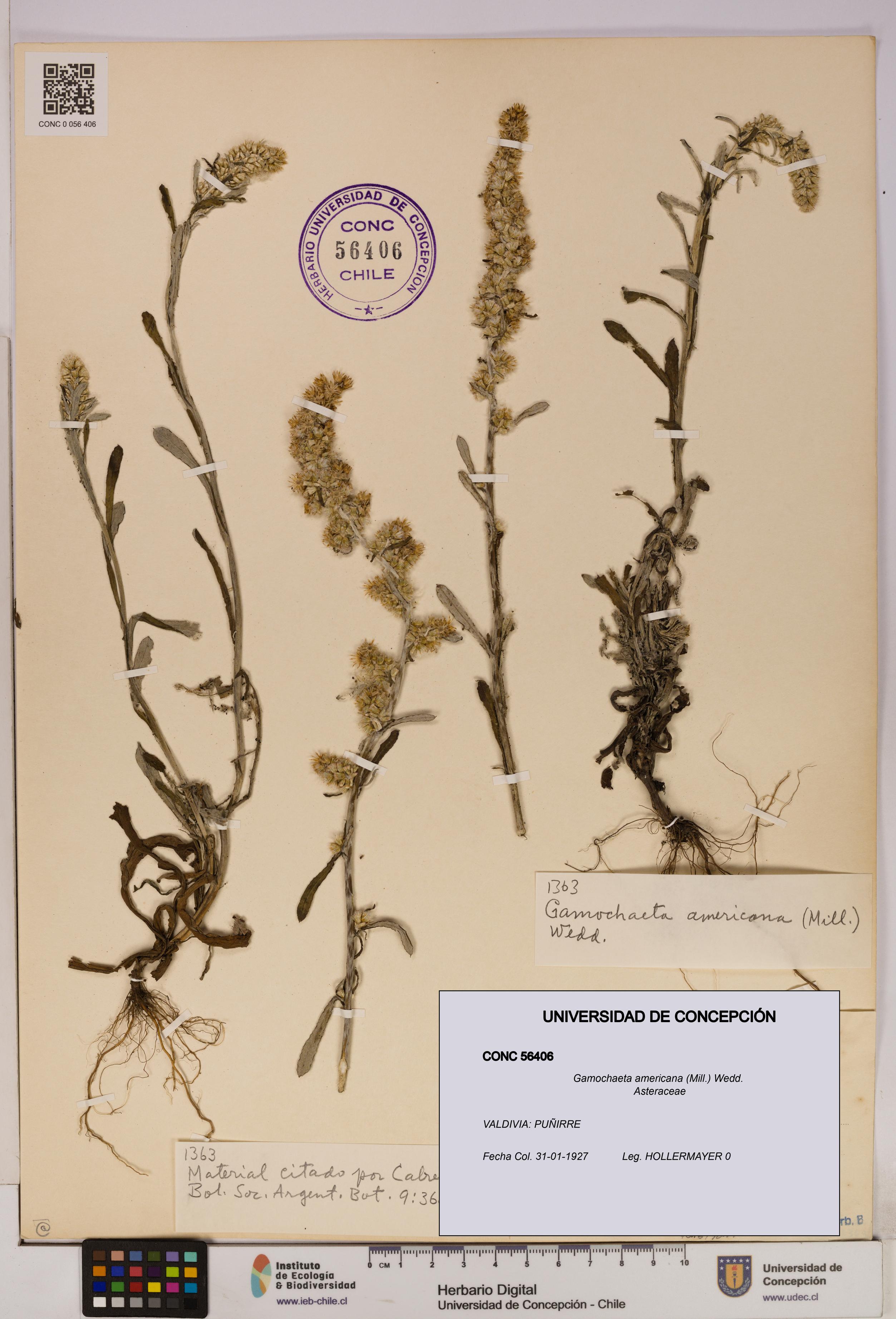 Gamochaeta americana [Espécimen: UDEC:CONC:0056406]