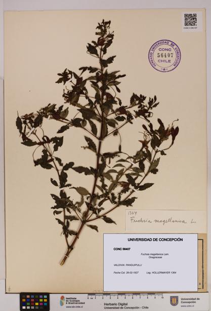 Fuchsia magellanica [Espécimen: UDEC:CONC:0056407]