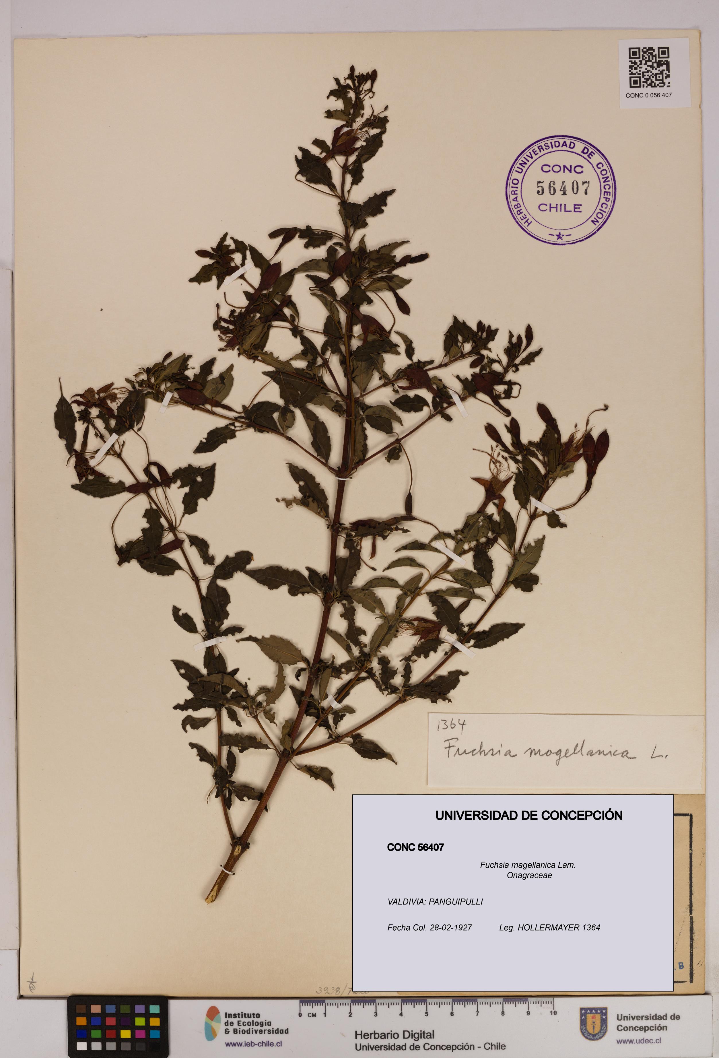 Fuchsia magellanica [Espécimen: UDEC:CONC:0056407]