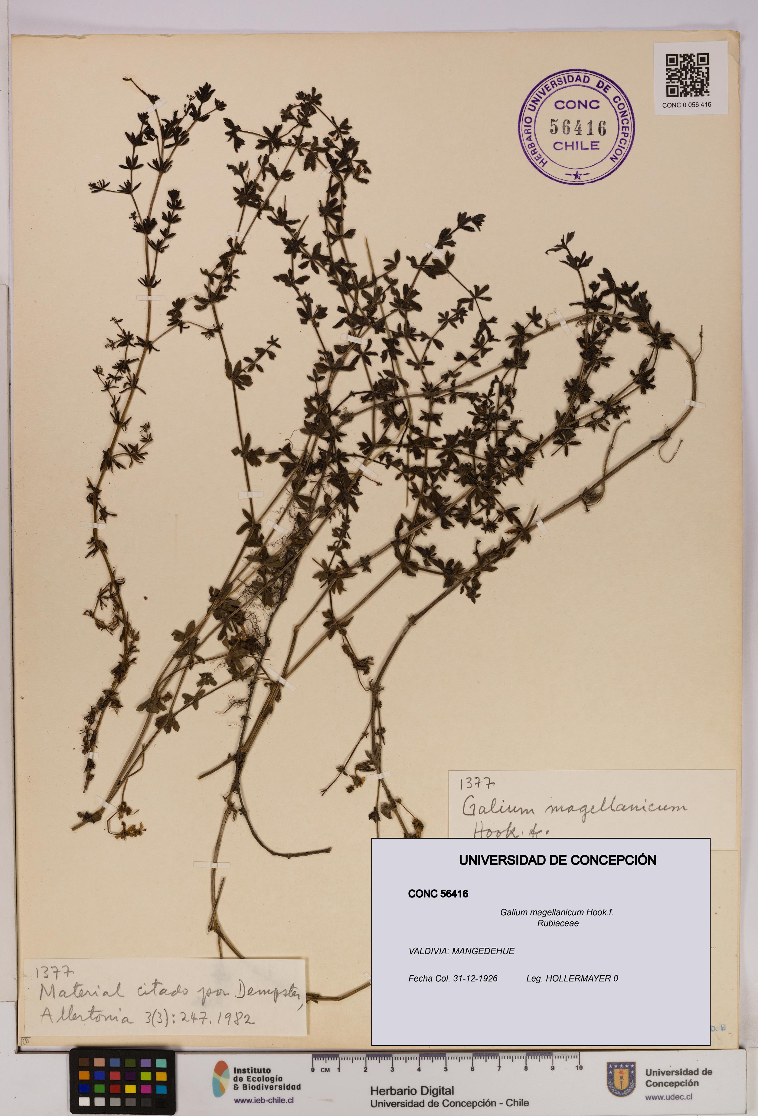 Galium magellanicum [Espécimen: UDEC:CONC:0056416]