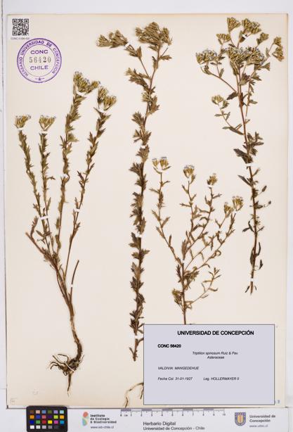 Triptilion spinosum [Espécimen: ]