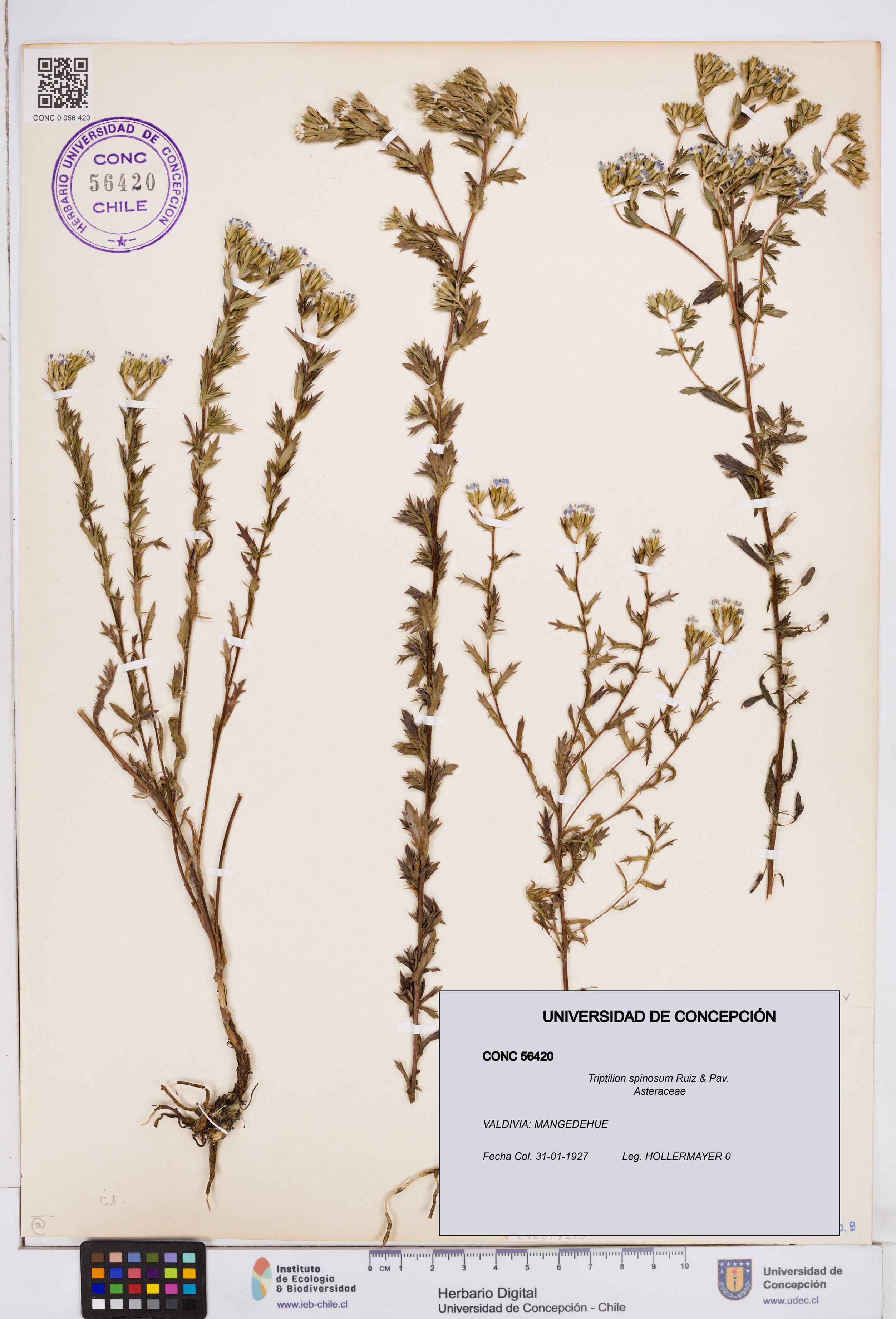 Triptilion spinosum [Espécimen: ]