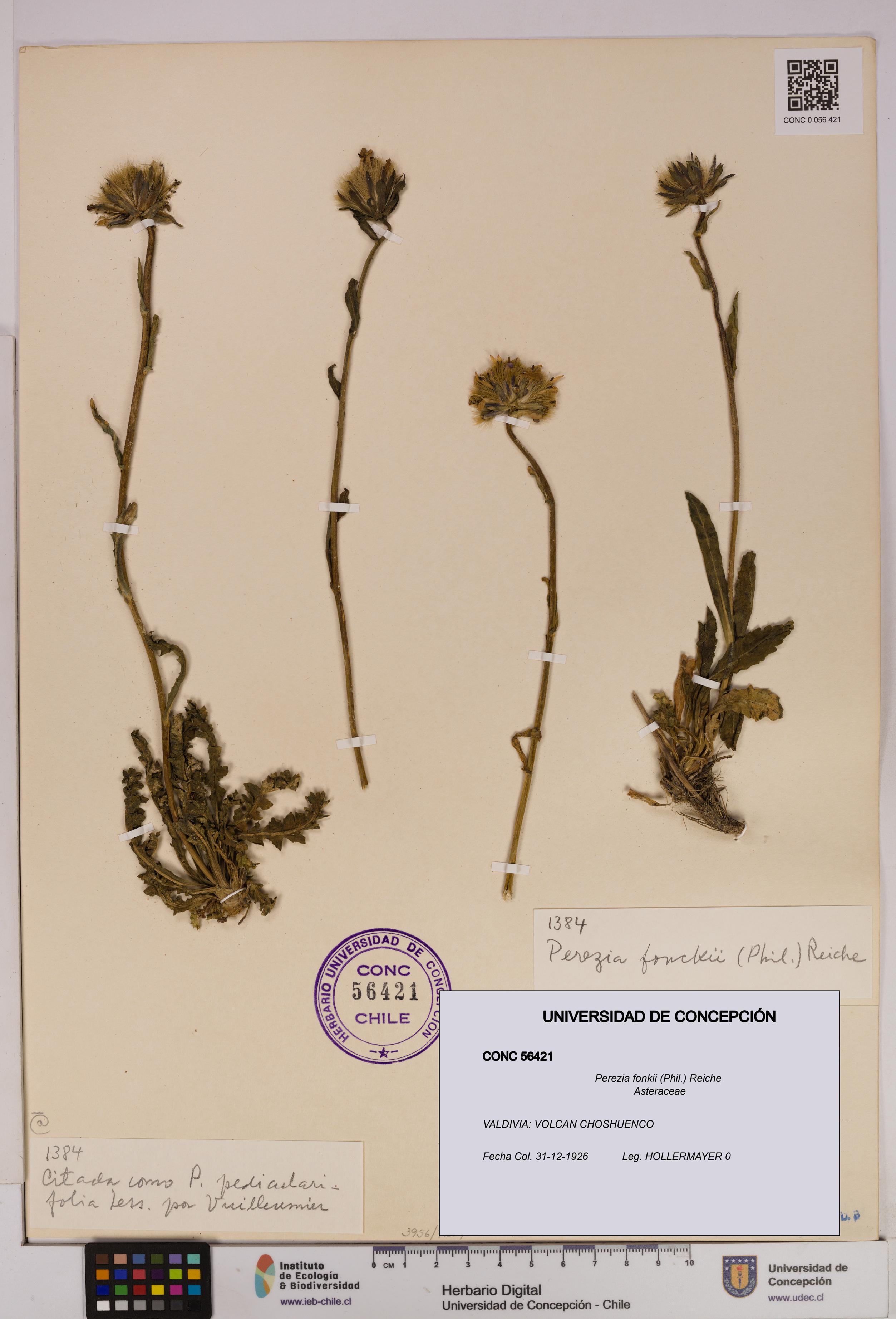 Perezia fonkii [Espécimen: UDEC:CONC:0056421]