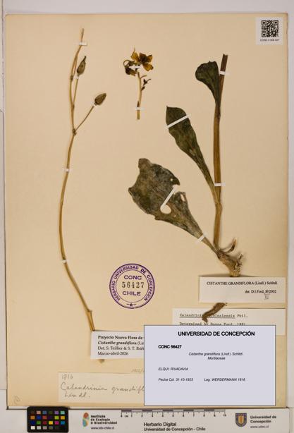 Cistanthe grandiflora [Espécimen: UDEC:CONC:0056427]