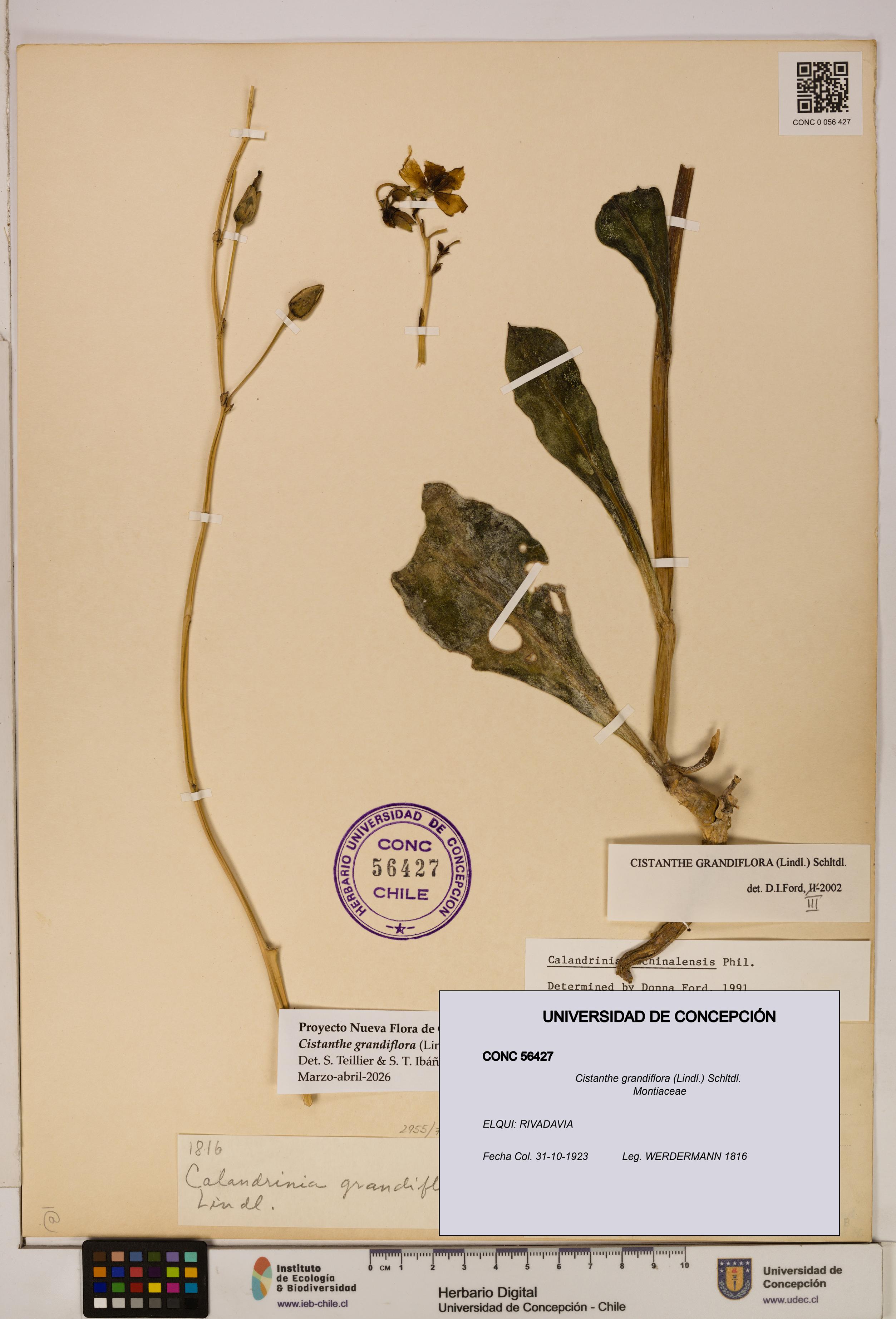 Cistanthe grandiflora [Espécimen: UDEC:CONC:0056427]