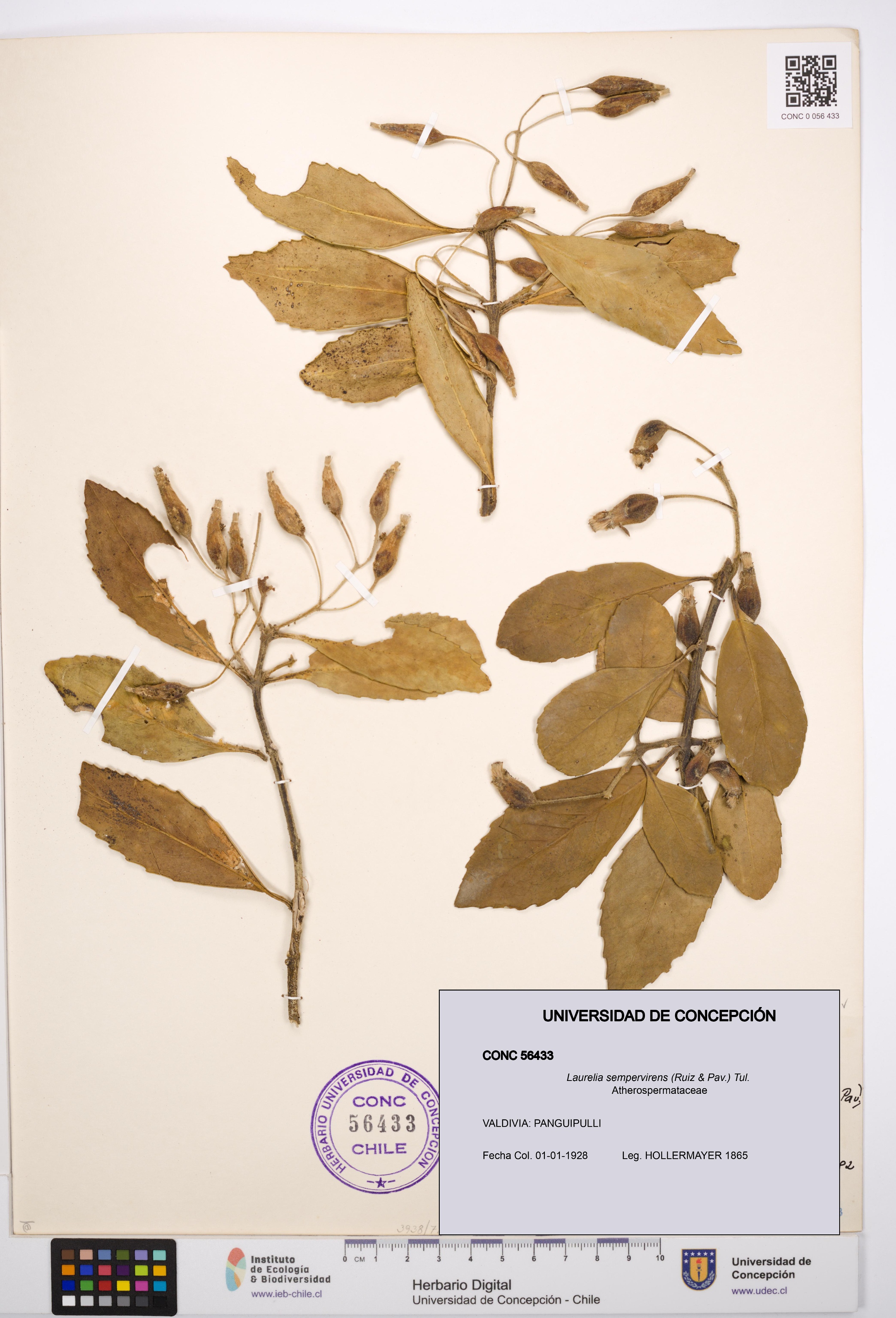 Laurelia sempervirens [Espécimen: UDEC:CONC:0056433]