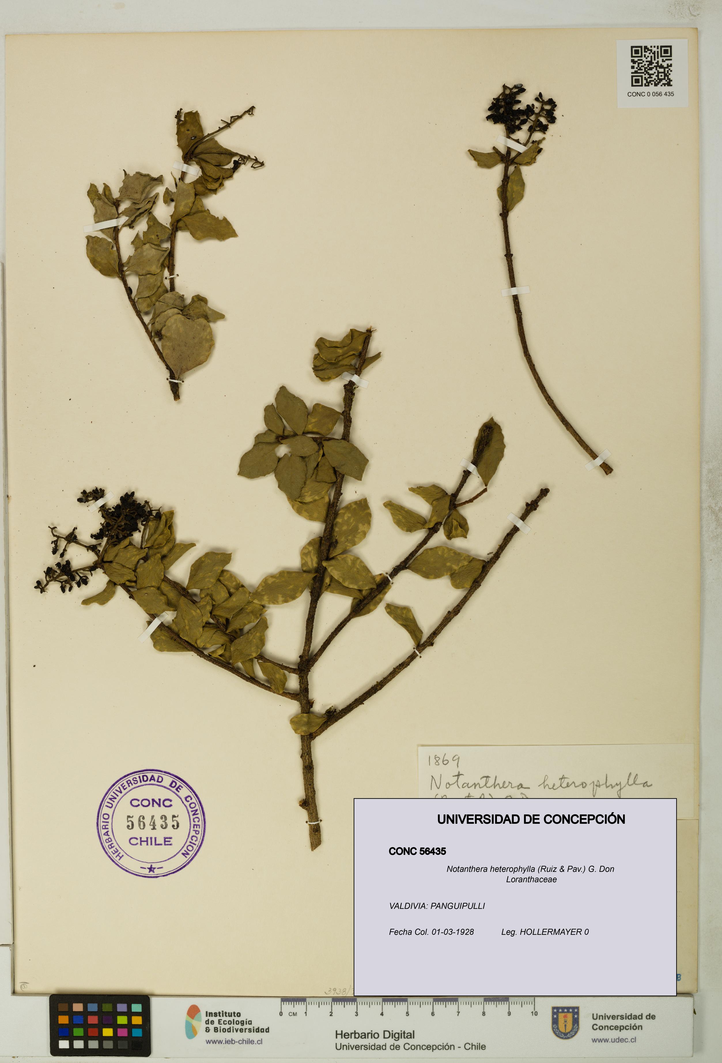 Notanthera heterophylla [Espécimen: UDEC:CONC:0056435]