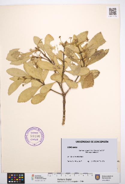 Laurelia sempervirens [Espécimen: UDEC:CONC:0056436]