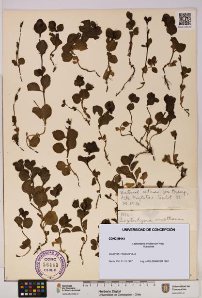 Leptostigma arnottianum [Espécimen: UDEC:CONC:0056443]