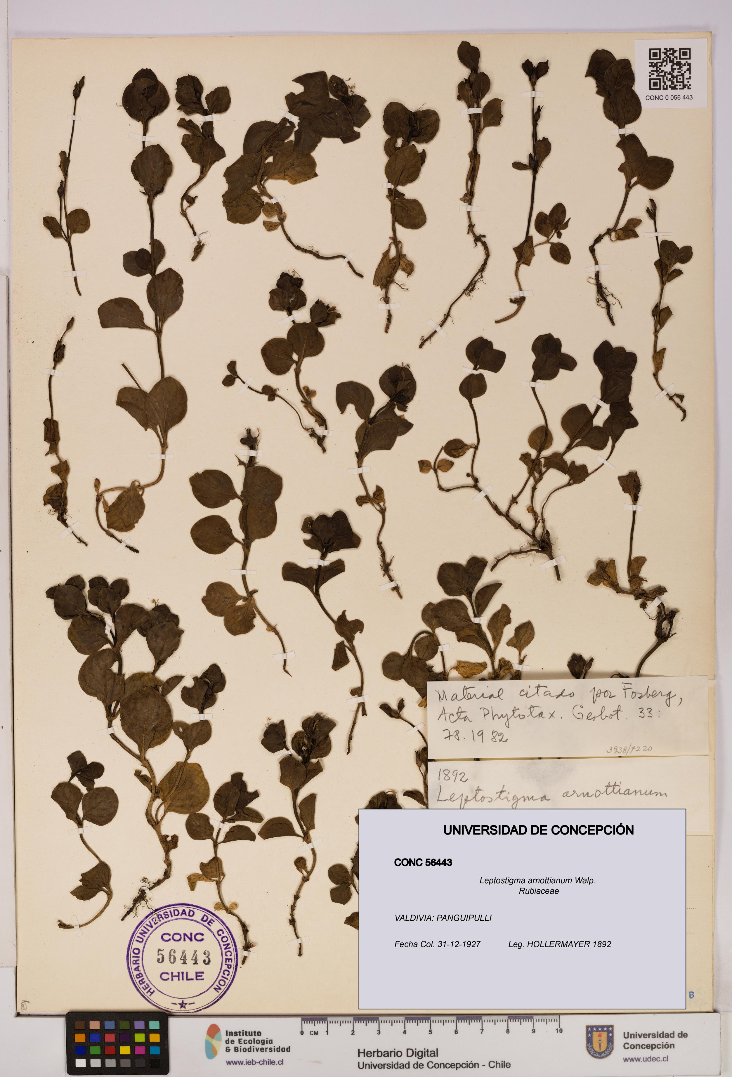 Leptostigma arnottianum [Espécimen: UDEC:CONC:0056443]
