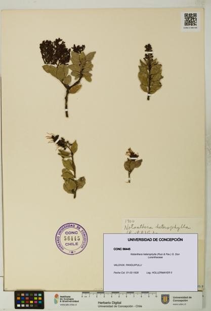 Notanthera heterophylla [Espécimen: UDEC:CONC:0056445]