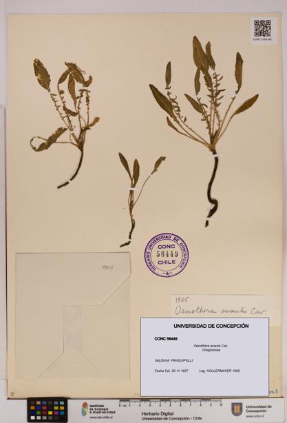 Oenothera acaulis [Espécimen: UDEC:CONC:0056449]