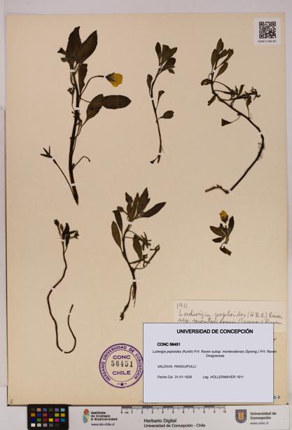 Ludwigia peploides [Espécimen: UDEC:CONC:0056451]