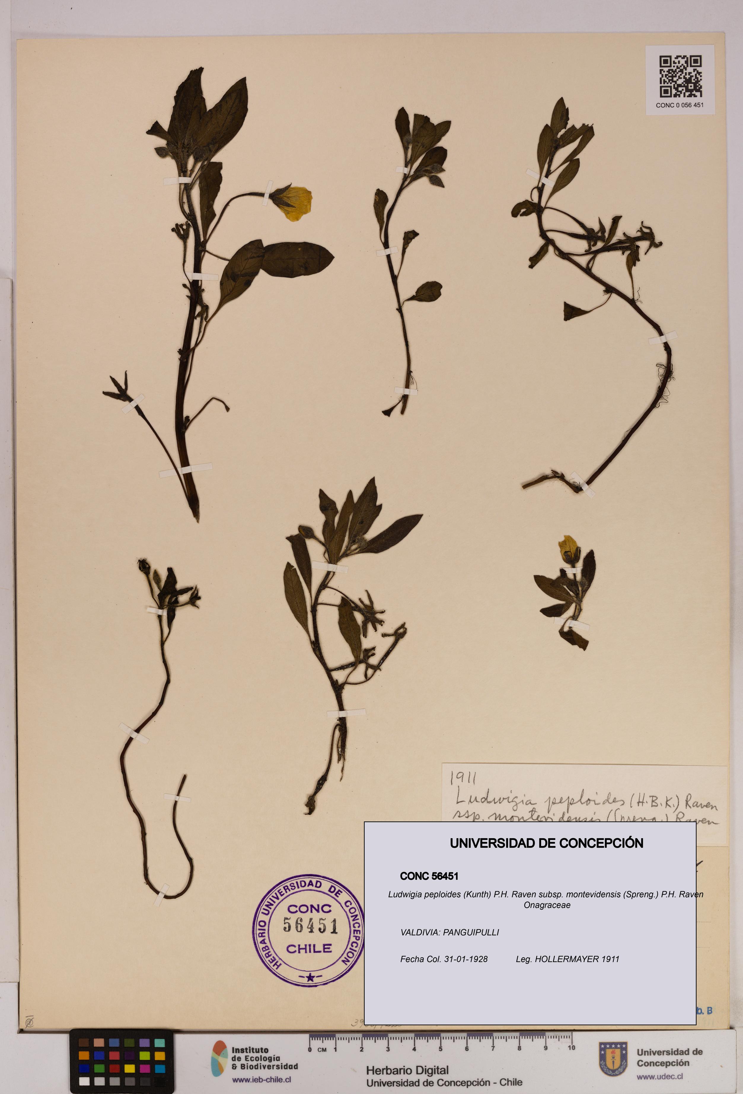Ludwigia peploides [Espécimen: UDEC:CONC:0056451]