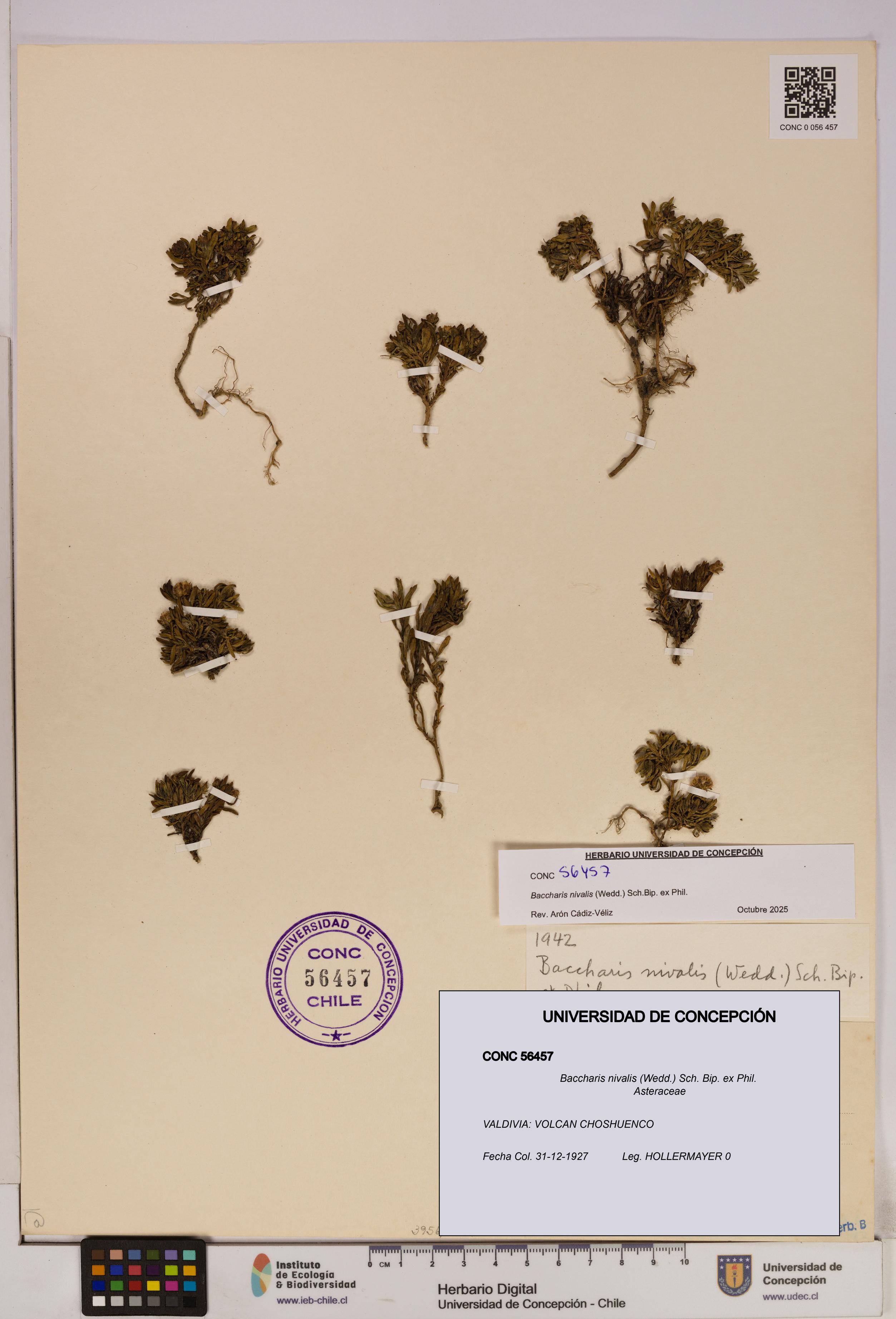 Baccharis nivalis [Espécimen: UDEC:CONC:0056457]