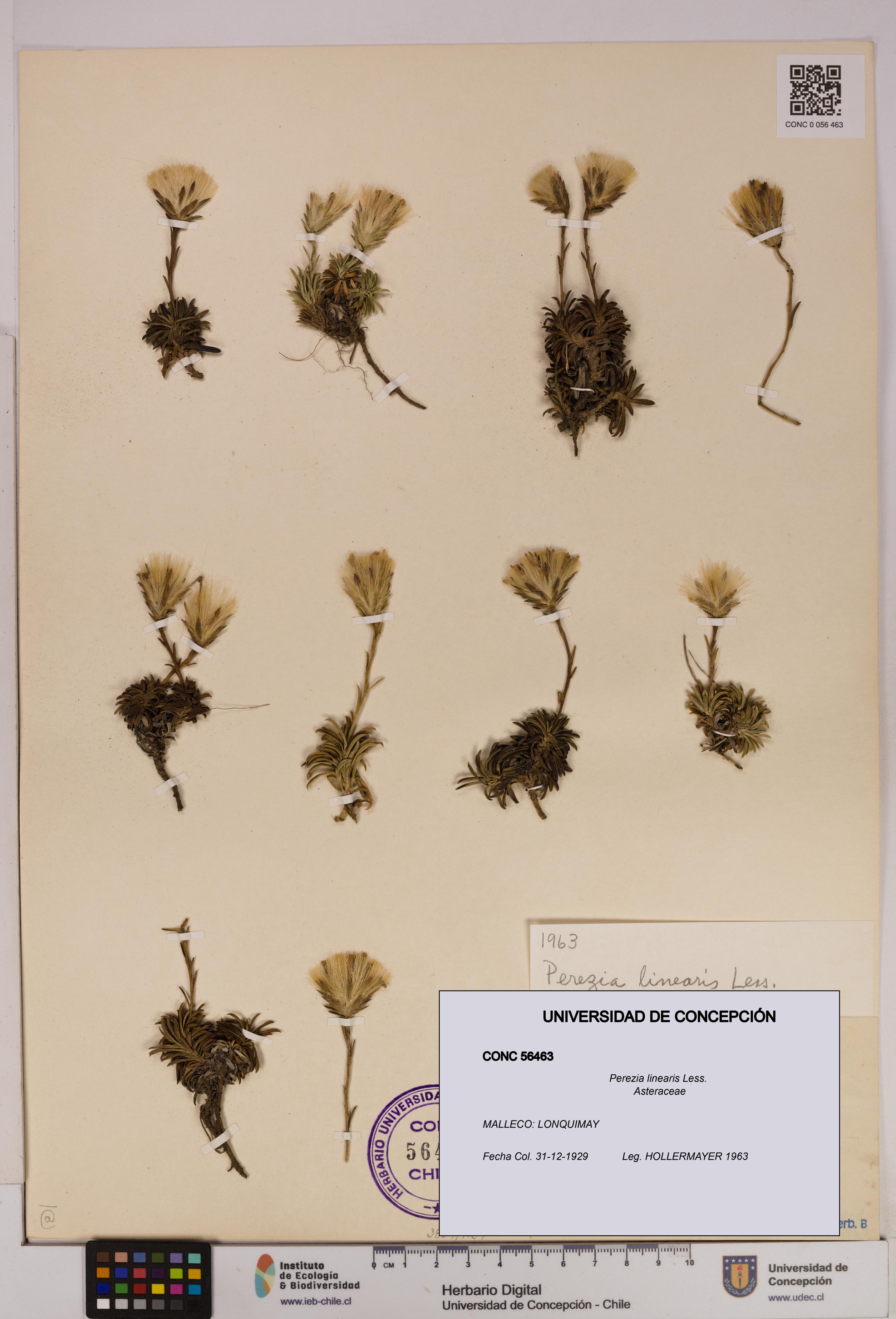 Perezia linearis [Espécimen: UDEC:CONC:0056463]